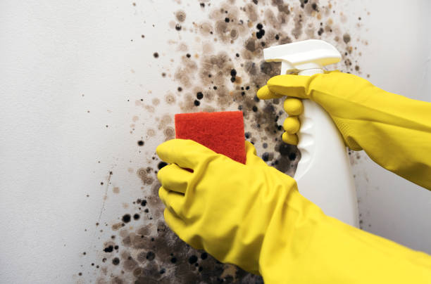 Best Toxic Mold Removal  in Longwood, FL