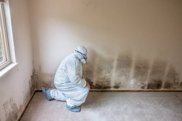 Best Black Mold Removal  in Longwood, FL